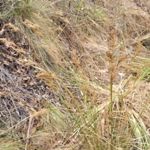 Juncus sp. at Merriangaah, NSW - 27 Sep 2023 11:24 AM