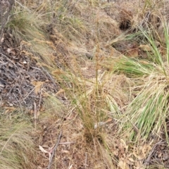 Juncus sp. at Merriangaah, NSW - 27 Sep 2023