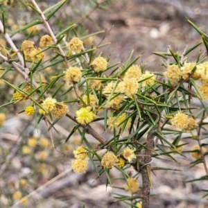 Acacia ulicifolia at Merriangaah, NSW - 27 Sep 2023