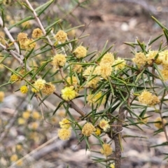 Acacia ulicifolia (Prickly Moses) at Merriangaah, NSW - 27 Sep 2023 by trevorpreston
