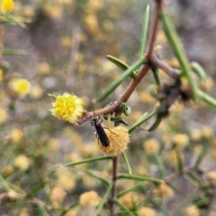 Acacia ulicifolia at Merriangaah, NSW - 27 Sep 2023