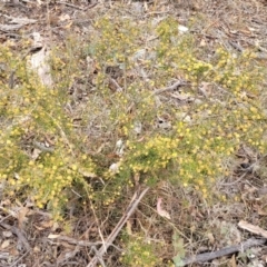 Acacia ulicifolia at Merriangaah, NSW - 27 Sep 2023