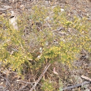 Acacia ulicifolia at Merriangaah, NSW - 27 Sep 2023