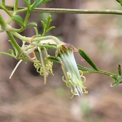 Clematis leptophylla (Small-leaf Clematis, Old Man's Beard) at Merriangaah, NSW - 27 Sep 2023 by trevorpreston