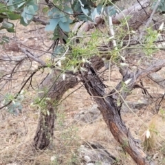 Clematis leptophylla at Merriangaah, NSW - 27 Sep 2023