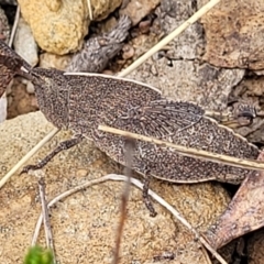 Goniaea australasiae (Gumleaf grasshopper) at Meringo Nature Reserve - 27 Sep 2023 by trevorpreston