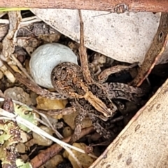 Venatrix sp. (genus) (Unidentified Venatrix wolf spider) at Meringo Nature Reserve - 27 Sep 2023 by trevorpreston