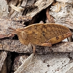 Goniaea australasiae at Merriangaah, NSW - 27 Sep 2023