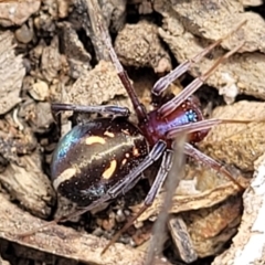 Habronestes bradleyi (Bradley's Ant-Eating Spider) at Merriangaah, NSW - 27 Sep 2023 by trevorpreston