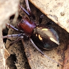 Habronestes bradleyi at Merriangaah, NSW - 27 Sep 2023