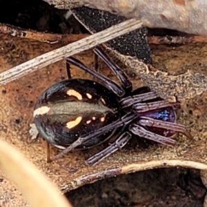 Habronestes bradleyi at Merriangaah, NSW - 27 Sep 2023 11:14 AM