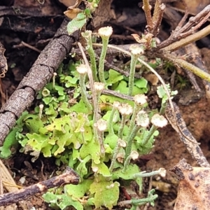 Cladonia sp. (genus) at Merriangaah, NSW - 27 Sep 2023 11:12 AM