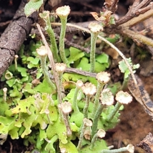 Cladonia sp. (genus) at Merriangaah, NSW - 27 Sep 2023