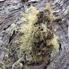 Usnea sp. (genus) at Merriangaah, NSW - 27 Sep 2023