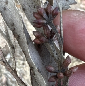 Eucalyptus eugenioides at Kangaroo Valley, NSW - suppressed