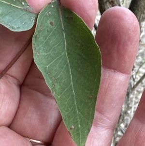 Eucalyptus eugenioides at Kangaroo Valley, NSW - suppressed