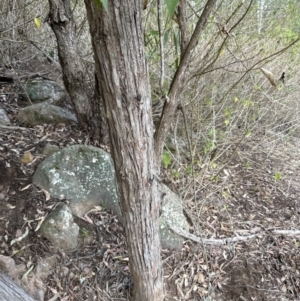 Eucalyptus eugenioides at Kangaroo Valley, NSW - suppressed