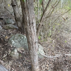 Eucalyptus eugenioides at Kangaroo Valley, NSW - 28 Sep 2023