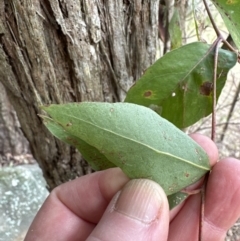 Eucalyptus eugenioides at Kangaroo Valley, NSW - suppressed