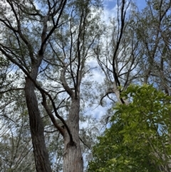 Eucalyptus eugenioides at Kangaroo Valley, NSW - suppressed