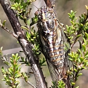 Chelapsalta puer at Merriangaah, NSW - 27 Sep 2023