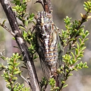 Chelapsalta puer at Merriangaah, NSW - 27 Sep 2023