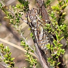 Chelapsalta puer at Merriangaah, NSW - 27 Sep 2023 11:09 AM