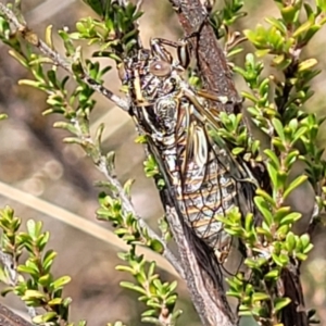 Chelapsalta puer at Merriangaah, NSW - 27 Sep 2023