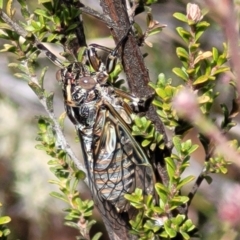 Chelapsalta puer at Merriangaah, NSW - 27 Sep 2023