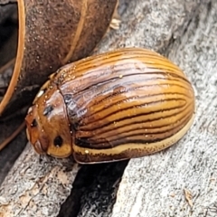 Paropsisterna intacta (Eucalyptus Leaf Beetle) at Merriangaah, NSW - 27 Sep 2023 by trevorpreston