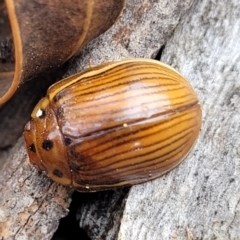 Paropsisterna insignita at Merriangaah, NSW - 27 Sep 2023