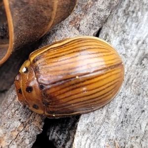 Paropsisterna insignita at Merriangaah, NSW - 27 Sep 2023