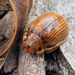 Paropsisterna insignita at Merriangaah, NSW - 27 Sep 2023