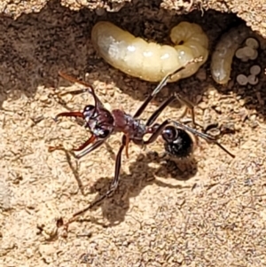 Myrmecia sp. (genus) at Merriangaah, NSW - 27 Sep 2023