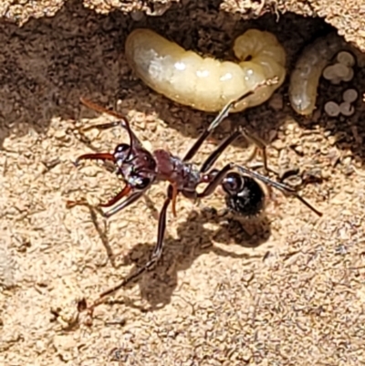 Myrmecia sp. (genus) (Bull ant or Jack Jumper) at Meringo Nature Reserve - 27 Sep 2023 by trevorpreston