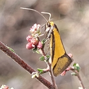 Philobota undescribed species near arabella at Merriangaah, NSW - 27 Sep 2023