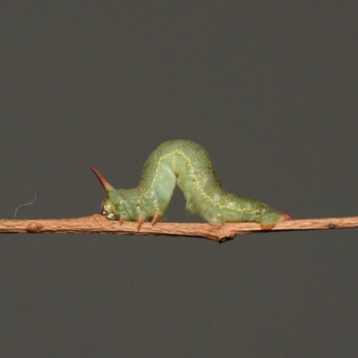 Plesanemma fucata (Lemon Gum Moth) at Page, ACT - 26 Sep 2023 by Cristy1676