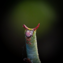 Plesanemma fucata at Page, ACT - suppressed