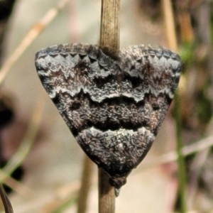 Dichromodes ainaria at Merriangaah, NSW - 27 Sep 2023 11:05 AM