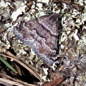 Dichromodes ainaria at Merriangaah, NSW - 27 Sep 2023 11:03 AM