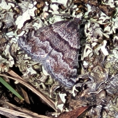 Dichromodes ainaria (A geometer or looper moth) at Merriangaah, NSW - 27 Sep 2023 by trevorpreston