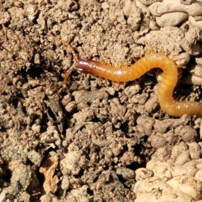 Geophilomorpha sp. (order) (Earth or soil centipede) at Merriangaah, NSW - 27 Sep 2023 by trevorpreston