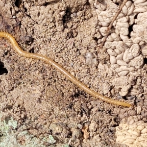 Geophilomorpha sp. (order) at Merriangaah, NSW - 27 Sep 2023 10:59 AM