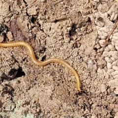 Geophilomorpha sp. (order) at Merriangaah, NSW - 27 Sep 2023 10:59 AM