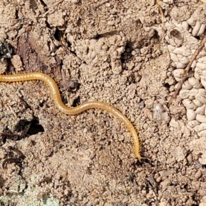 Geophilomorpha sp. (order) at Merriangaah, NSW - 27 Sep 2023 10:59 AM