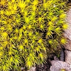 Grimmia sp. at Merriangaah, NSW - 27 Sep 2023 by trevorpreston