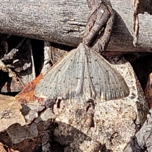 Taxeotis subvelaria at Merriangaah, NSW - 27 Sep 2023