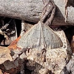 Taxeotis subvelaria (Neat Taxeotis) at Merriangaah, NSW - 27 Sep 2023 by trevorpreston