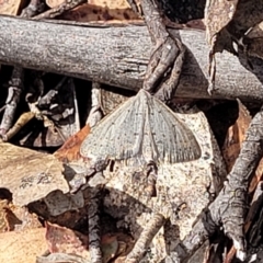 Taxeotis subvelaria at Merriangaah, NSW - 27 Sep 2023