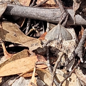 Taxeotis subvelaria at Merriangaah, NSW - 27 Sep 2023